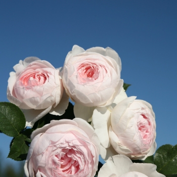 Rosa - hybride - Duchesse Christiana® / La Belle Rouet - Korgeowin