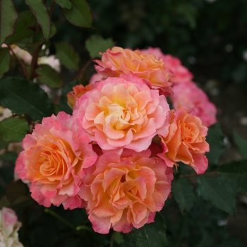 Rosa - hybride - LandLust® - Kortuberlou