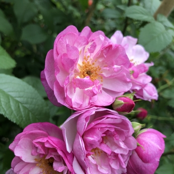Rosa - hybride - Lavender  - KORsilu08