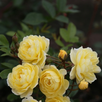 Rosa - hybride - Lemon - KORsilu15