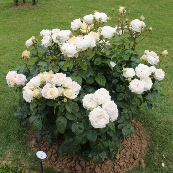 Rosa - hybride - Madame Anisette® / Mme de La Vallière - Korberonem
