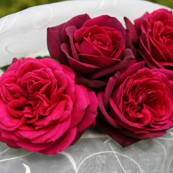 Rosa - hybride - Comtesse Diana® / Mme de Montespan - Kordiagraf