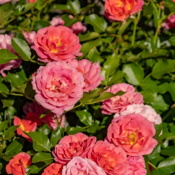 Rosa - hybride - Mandarin® - Korlisuha