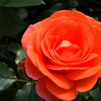 Rosa - hybride - Mango® - KORfloci109