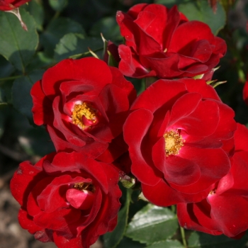 Rosa - hybride - Marondo® - KORlinolip