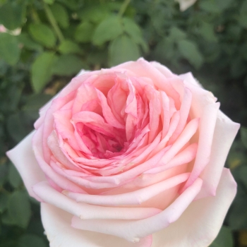 Rosa - hybride  - Meine Rose - KORethoro