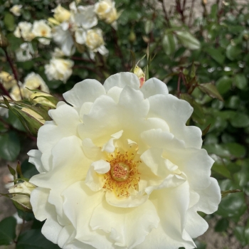 Rosa - hybride  - Mentor Rose - KORtormen