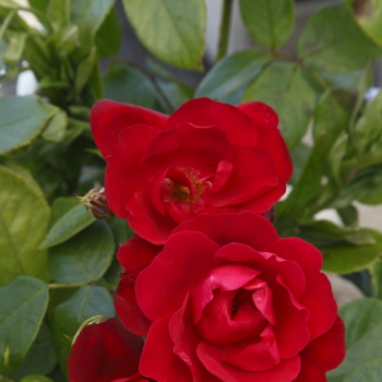 Rosa - hybride - Milano® - Korjuwko