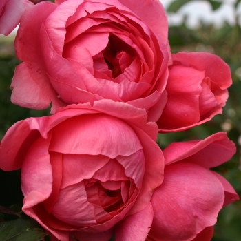 Rosa - hybride - Madame d'Estrée - KORgehaque