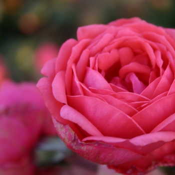 Rosa - hybride - Madame d'Estrée - KORgehaque