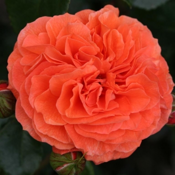 Rosa - hybride - Orangerie® - KORgeriora