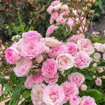 Rosa - hybride - Pashmina - KORjeafra