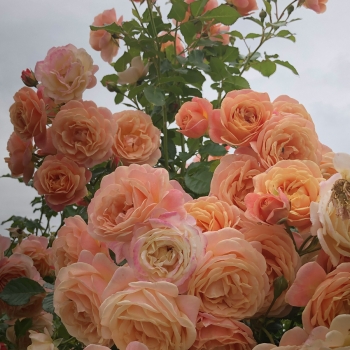 Rosa - hybride - Peach Melba® - KORmelpea