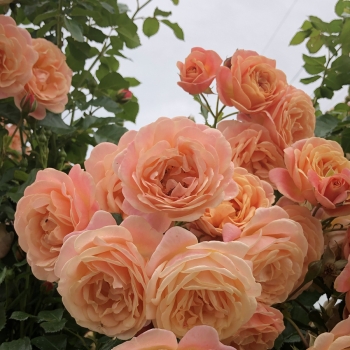 Rosa - hybride - Peach Melba® - KORmelpea