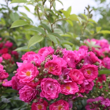 Rosa - hybride  - Perfumy - KORsilu14