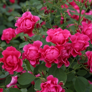 Rosa - hybride - Pink Forest Rose® - KORpiforo