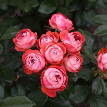 Rosa - hybride  - Pompeji - KORmilrein