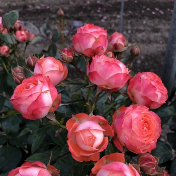Rosa - hybride  - Pompeji - KORmilrein