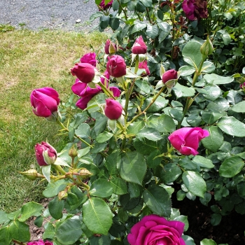 Rosa - hybride - Pour Elise - KORelifur