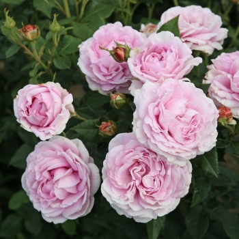 Rosa - hybride - Reine Marie - KORwurmut