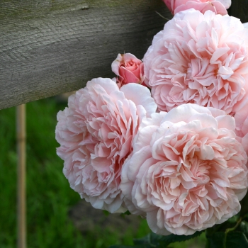 Rosa - hybride - Rose de Tolbiac® - koraseipp