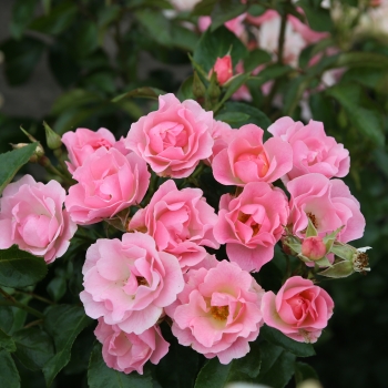 Rosa - hybride - Roselina - KORbabagol