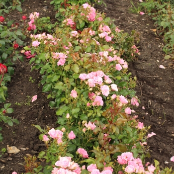 Rosa - hybride - Roselina - KORbabagol