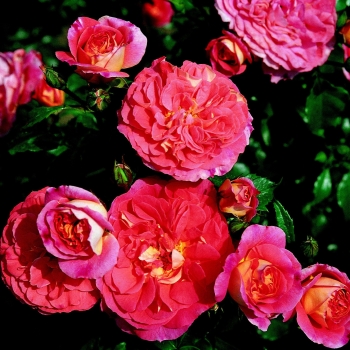 Rosa - hybride - Joli Tambour® - Korassenet