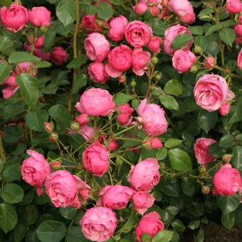Rosa - hybride - Pomponella® - Korpompan