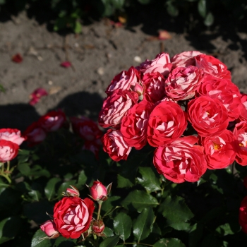 Rosa - hybride - Anne Roumanoff  - KORteidros