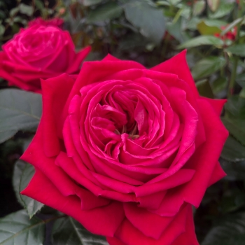 Rosa - hybride - Ruby Kiss - KORclagran