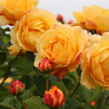 Rosa - hybride - Saint Adrien - kormelaus