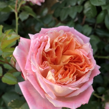 Rosa - hybride  - Samba - KORsosoma