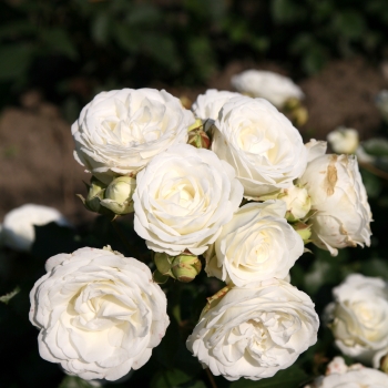 Rosa - hybride - Bisous de Neige  - KORsnokinu