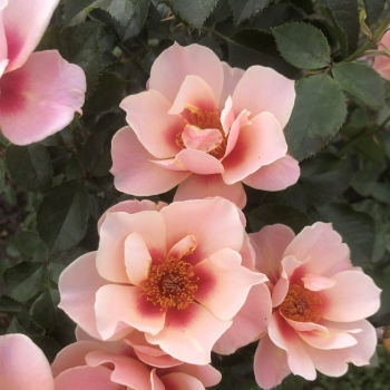 Rosa - hybride - See You® in Apricot - KORhulth007