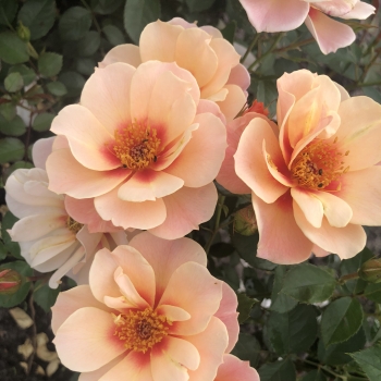 Rosa - hybride - See You® in Apricot - KORhulth007