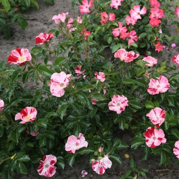 Rosa - hybride - Simsalabim - KORnekcraz
