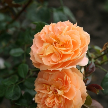Rosa - hybride - Soeurs Tatin - korbylosang
