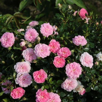 Rosa - hybride - Sweet Knirps - korzalicha