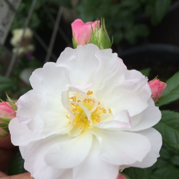 Rosa - hybride - Sweet - KORsilu07