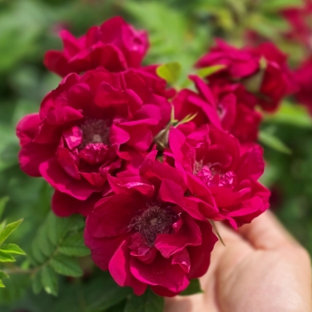 Rosa - rugosa - Take It Easy - RUIRBR557A