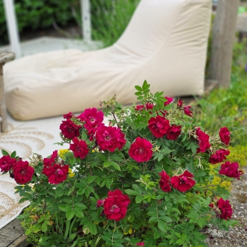 Rosa - rugosa - Take It Easy - RUIRBR557A