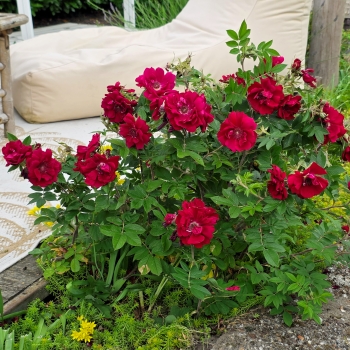 Rosa - rugosa - Take It Easy - RUIRBR557A