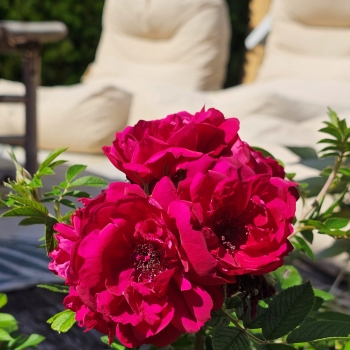 Rosa - rugosa - Take It Easy - RUIRBR557A
