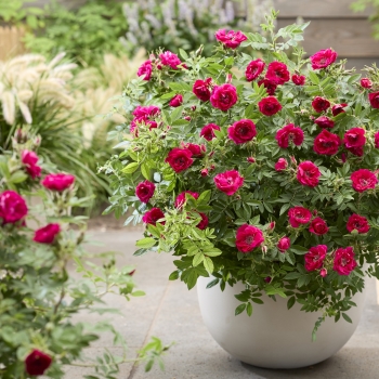 Rosa - rugosa - Take It Easy - RUIRBR557A
