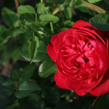 Rosa - hybride - Tiamo® - KORroleotu