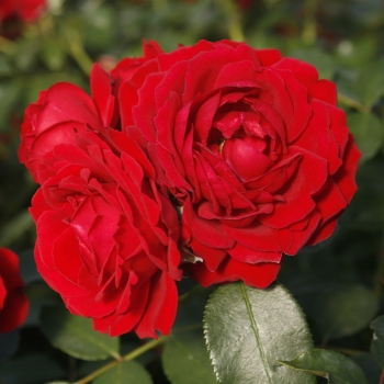 Rosa - hybride - Till Eulenspiegel ® - KORuhlneu