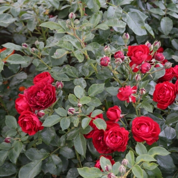 Rosa - hybride - Till Eulenspiegel ® - KORuhlneu