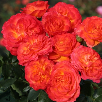 Rosa - hybride - Vulcano® - KORcolipas