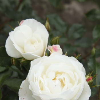 Rosa - hybride - Weisse Wolke - KORglerost